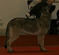 East European Shepherd, grey sable