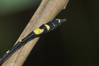 Southern River Clubtail Gomphidia kodaguensis male