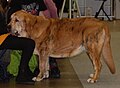 Spanish Mastiff, brindle