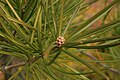 Foliage and immature pollen cones