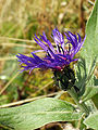 Centaurea montana