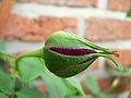 * Nomination Bud of a red rose, by Orwell2186. Arria Belli 00:48, 29 March 2008 (UTC) * Decline Bud is ok but composition is very poor --B.navez 02:59, 1 April 2008 (UTC)