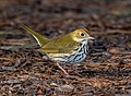 Image 57Ovenbird in Prospect Park