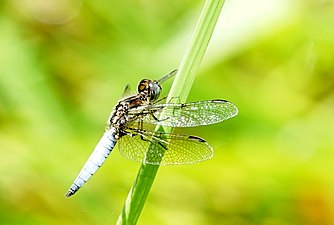 Blue-tailed yellow skimmer Palpopleura sexmaculata, male