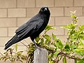 Corvus brachyrhynchos (cat.)