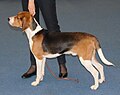 Estonian Hound, tricolor