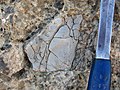 Close-up of Alamo impact breccia (Late Devonian, Frasnian) near Hancock Summit, Pahranagat Range, Nevada.