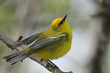 Blue-winged Warbler.jpg