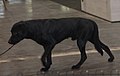 Majorca Shepherd, Short-haired