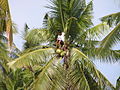 Coconut Tree