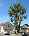 Čeština: Strom, Jince v okrese Příbram English: Tree, Jince in Příbram District