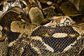 Boa constrictor