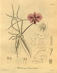 plate 151 Phalaenopsis lowii