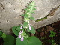 Stachys circinata