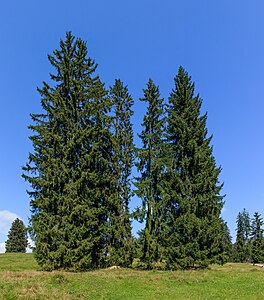 Picea abies Habitus