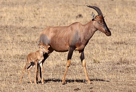 Damaliscus korrigum (Topi)