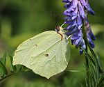 on Vicia cracca, Mount Ibuki, Shiga prefecture, Japan.