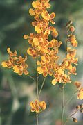 Oncidium harrisonianum Grandiphyllum auricula