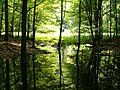 Kőris-mocsár (a swamp in the Mátra Mts)