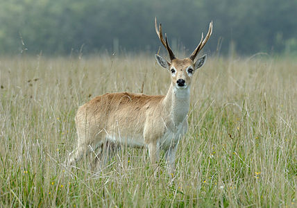 Ozotoceros bezoarticus (Pampas Deer)