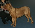 Dogue de Bordeaux