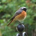 male (fluffed)