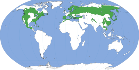 Pinus spp distribution map