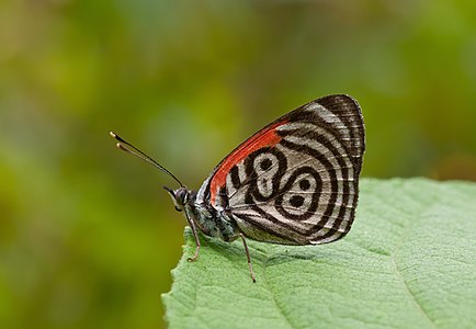 Diaethria clymena (Cramer's Eighty-eight)