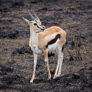 ♂ Eudorcas thomsonii (Thomson's Gazelle)