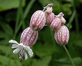 Silene vulgaris