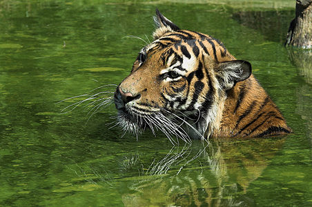 Swimming tiger in Dortmund zoological garden