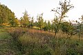 Čeština: Přírodní rezervace Zázmoníky u Bořetic, okres Břeclav, ČR English: Nature reserve Zázmoníky near Bořetice in Břeclav District, Czech Republic