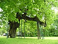 * Nomination Old Kasberg lime tree (Kasberg is a small village near Gräfenberg, Germany). The tree is believed to be thousand years old. The trunk is mostly rotten so the tree isn't stable on its own. By User:Arnomane --Ralf Roletschek 09:59, 23 November 2015 (UTC) * Decline Overprocessed --Daniel Case 03:14, 2 December 2015 (UTC)