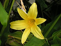 Hemerocallis minor