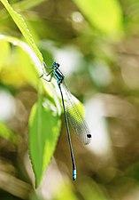 Esme mudiensis male