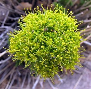 Flower of the Lomatium plant, which were consumed by early Native Americans in the west.