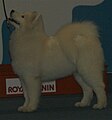 Samoyed