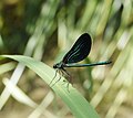 Blauflügel-Prachtlibelle - Calopteryx virgo, Männchen, am Vogelstangsee