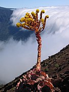 9.7.08 Aeonium aureum