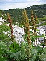 Rumex alpinus (by Tigerente)