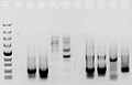 Agarose gel of several PCR products.