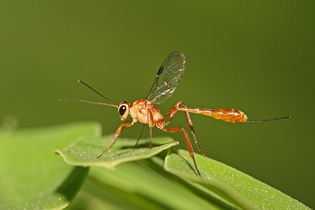 Cremastinae sp.