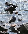 Larus livens (cat.)