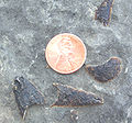 Matthevia, a Late Cambrian polyplacophoran from the Hellnmaria Member of the Notch Peak Limestone, Steamboat Pass, southern House Range, Utah.