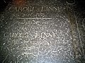 The gravestone of Carl von Linné and his son in the cathedral