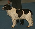 Dutch Partridge Dog