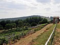 Jefferson's vineyard