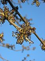 Male flowers