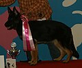 German Shepherd, show line, black & tan