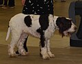 Italian Spinone, liver & white